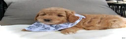 Mini Goldendoodle dogs for sale: Dustin - Ad 8