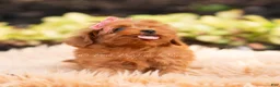 Maltipoo dogs for sale: Merrelle - Ad 7