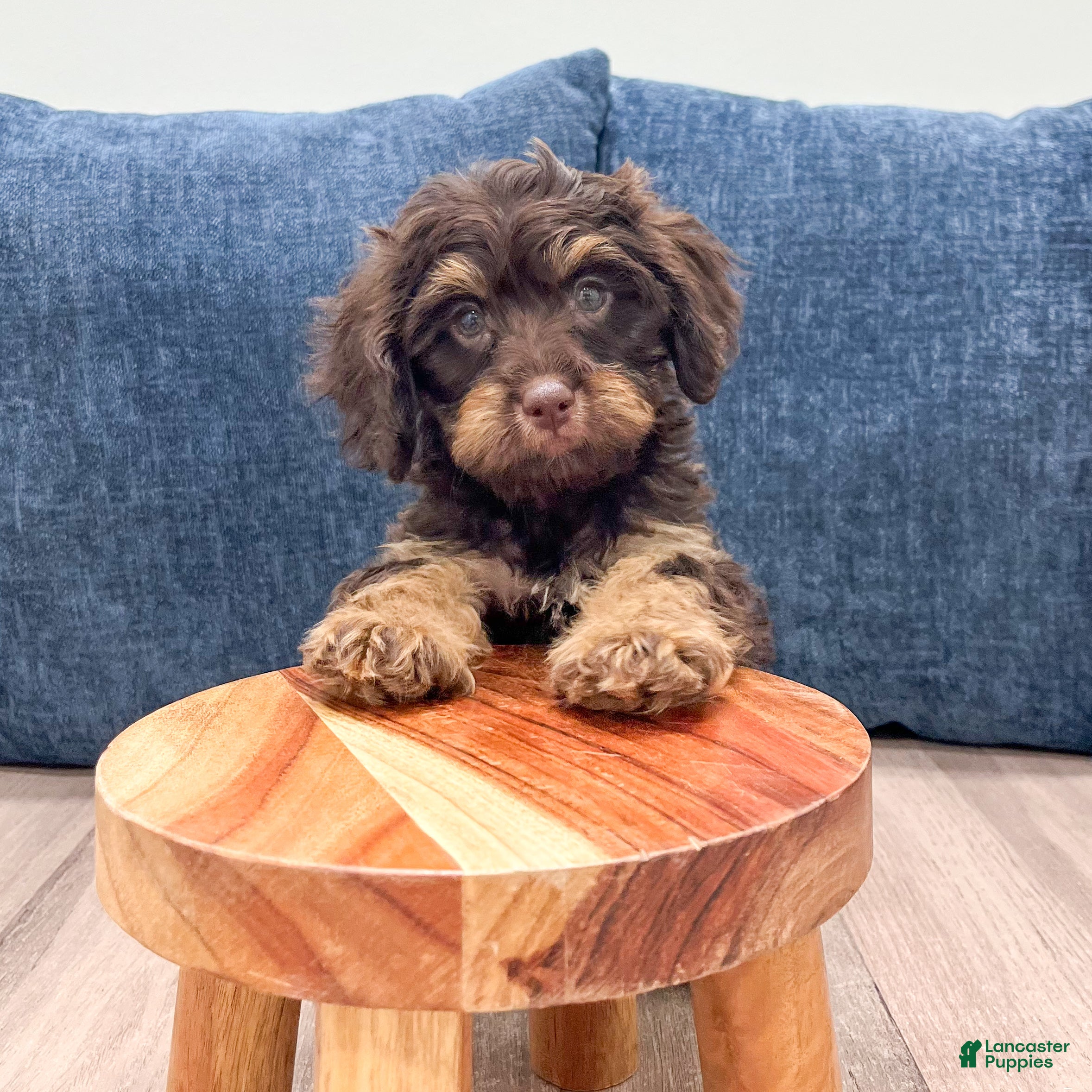 Cavapoo dogs Hershey - Ad 2