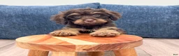 Cavapoo dogs for sale: Hershey - Ad 2