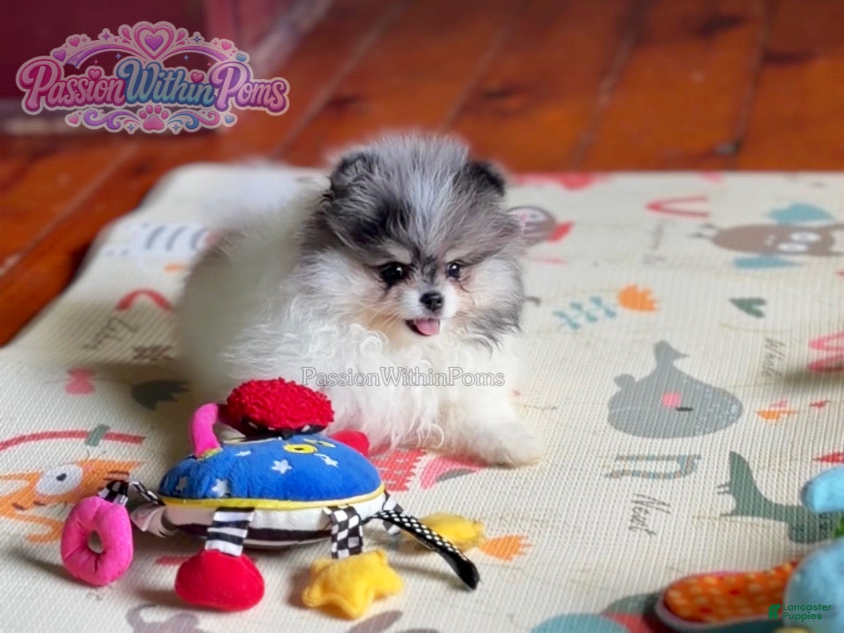 Pomeranian dogs Little Jupiter - Ad 7