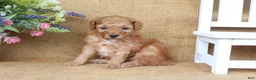 Miniature Poodle dogs for sale: Oliver - Ad 4