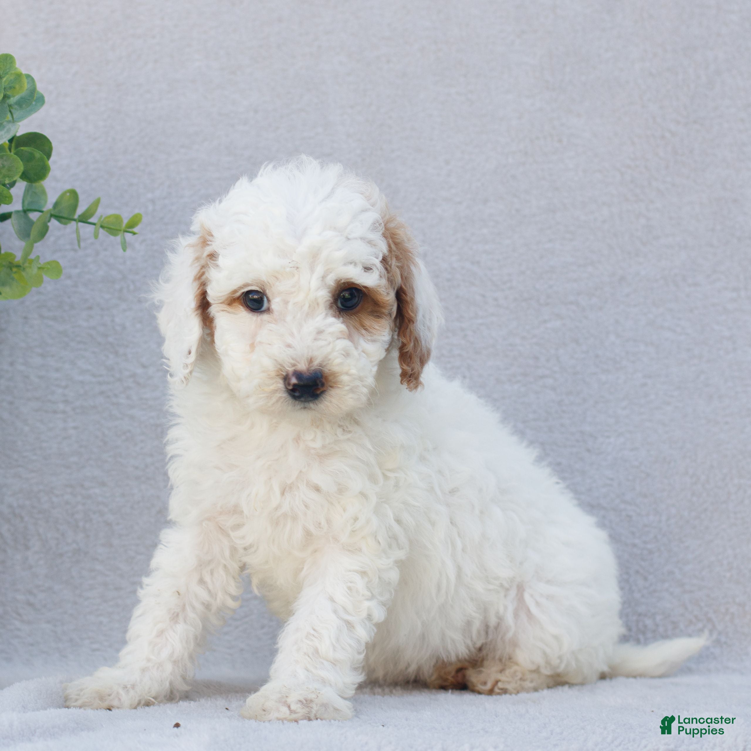 Mini Goldendoodle dogs Clara  - Ad 2