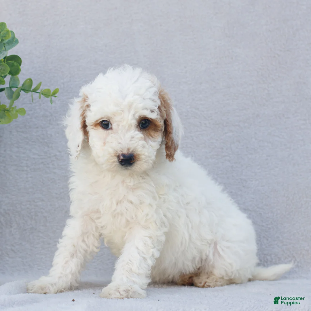 Mini Goldendoodle dogs for sale: Clara  - Ad 2