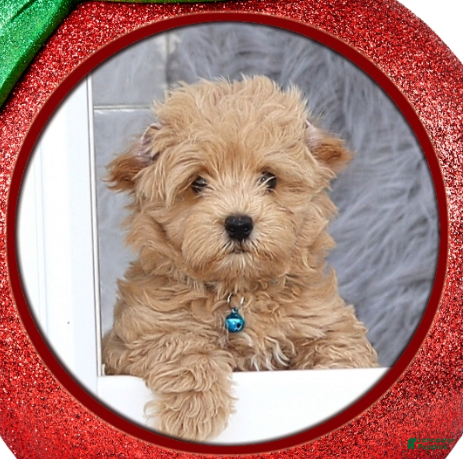 Havapoo dogs Sunny 🌞 👨‍👨‍👧‍👦💞🐕🐾🐾🐾 - Ad 17