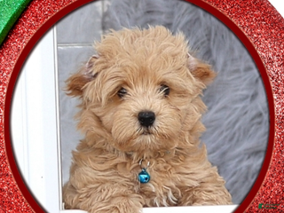 Havapoo dogs Sunny 🌞 👨👨👧👦💞🐕🐾🐾🐾 - Ad 4