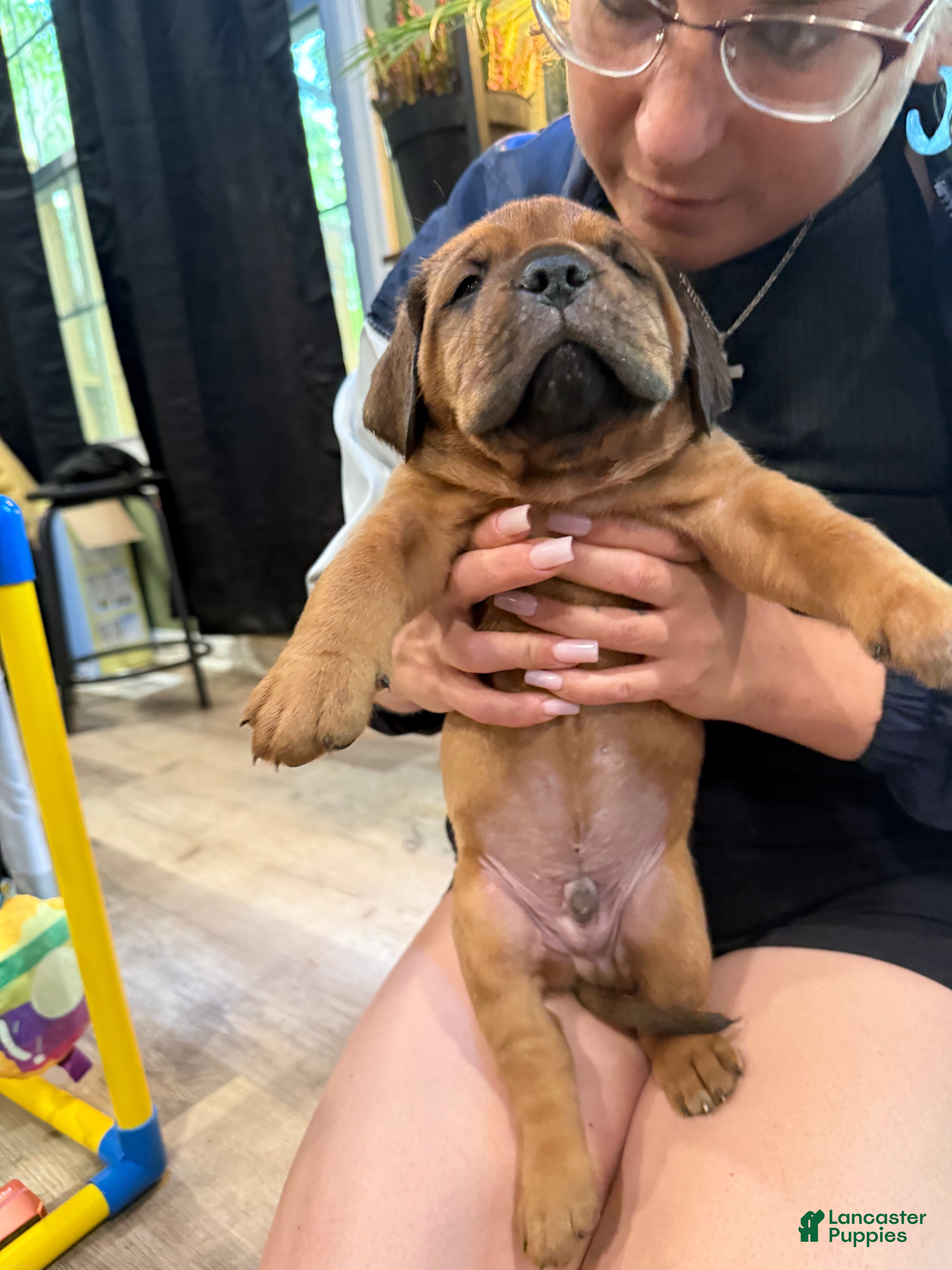 Dogue De Bordeaux dogs Dogue De Bordeaux Puppy 10 color red - Ad 1