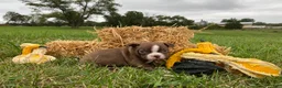 Boston Terrier dogs for sale: Gunner - Ad 7