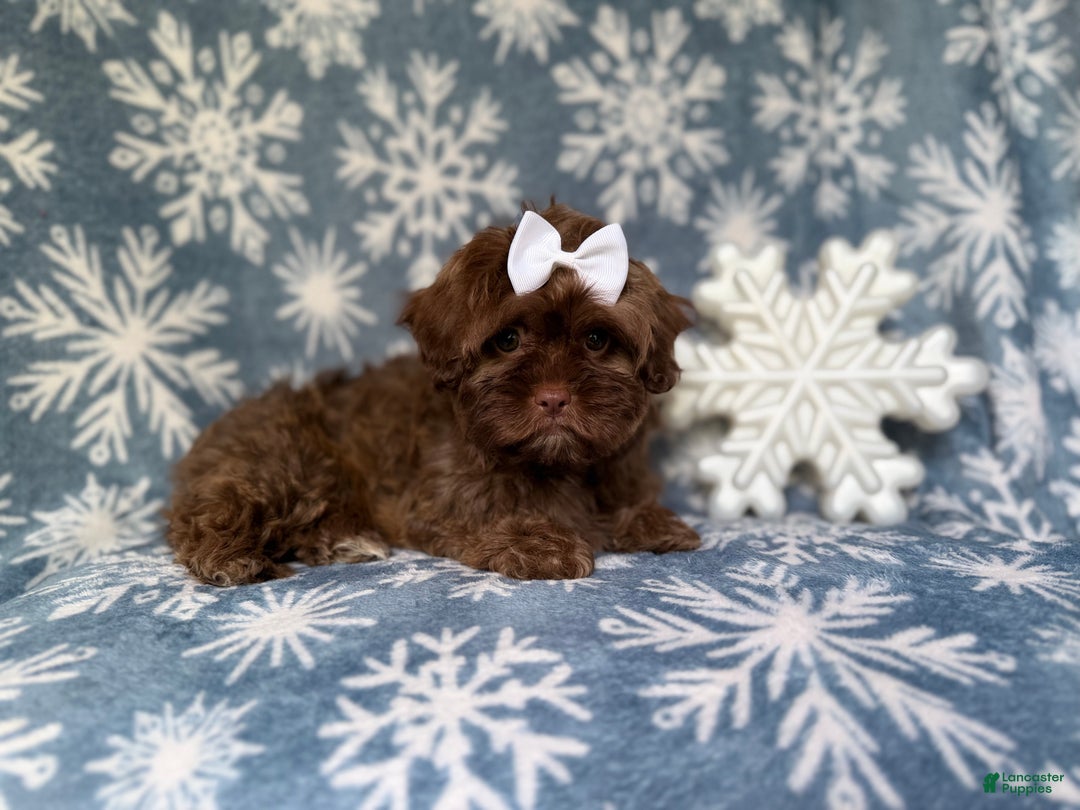 Shihpoo dogs for sale: Star - Ad 4