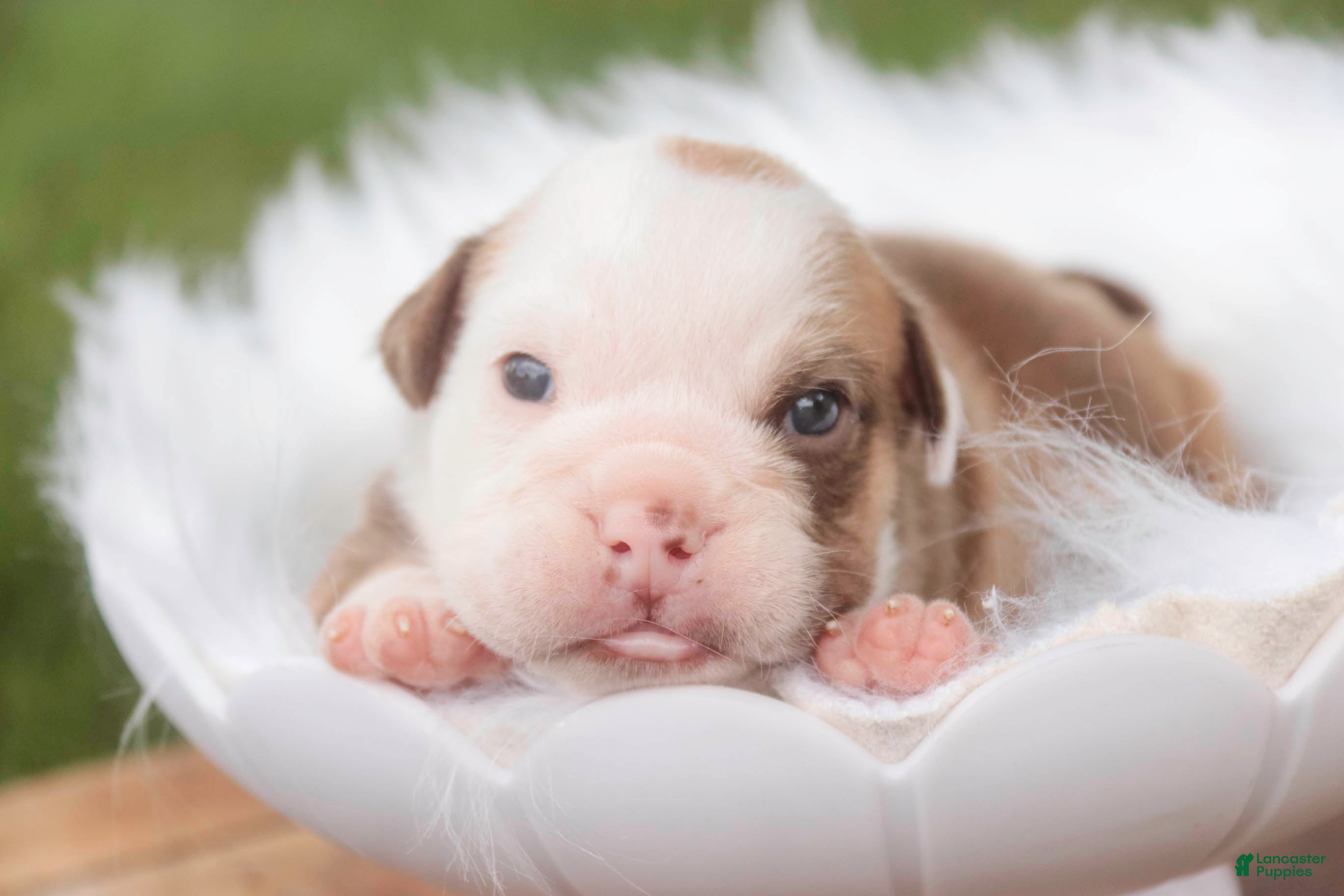 English Bulldog dogs for sale: Tammy English Bulldog  - Ad 3
