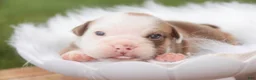 English Bulldog dogs for sale: Tammy English Bulldog  - Ad 1
