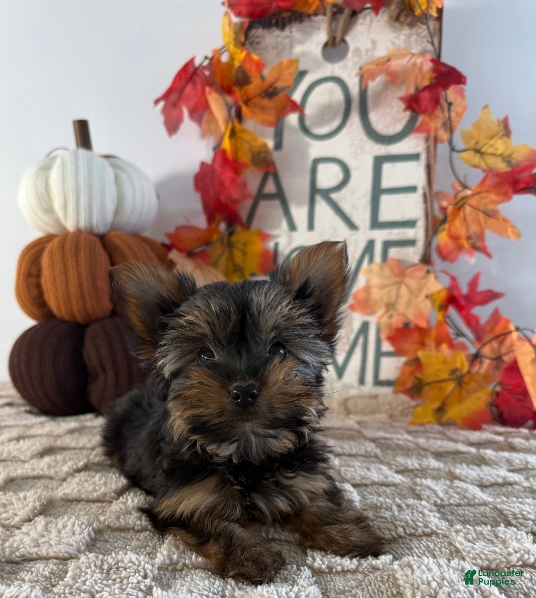 Yorkshire Terrier dogs for sale: Cala - Ad 1
