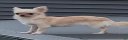 Chihuahua dogs for sale: Chiquita - Ad 3