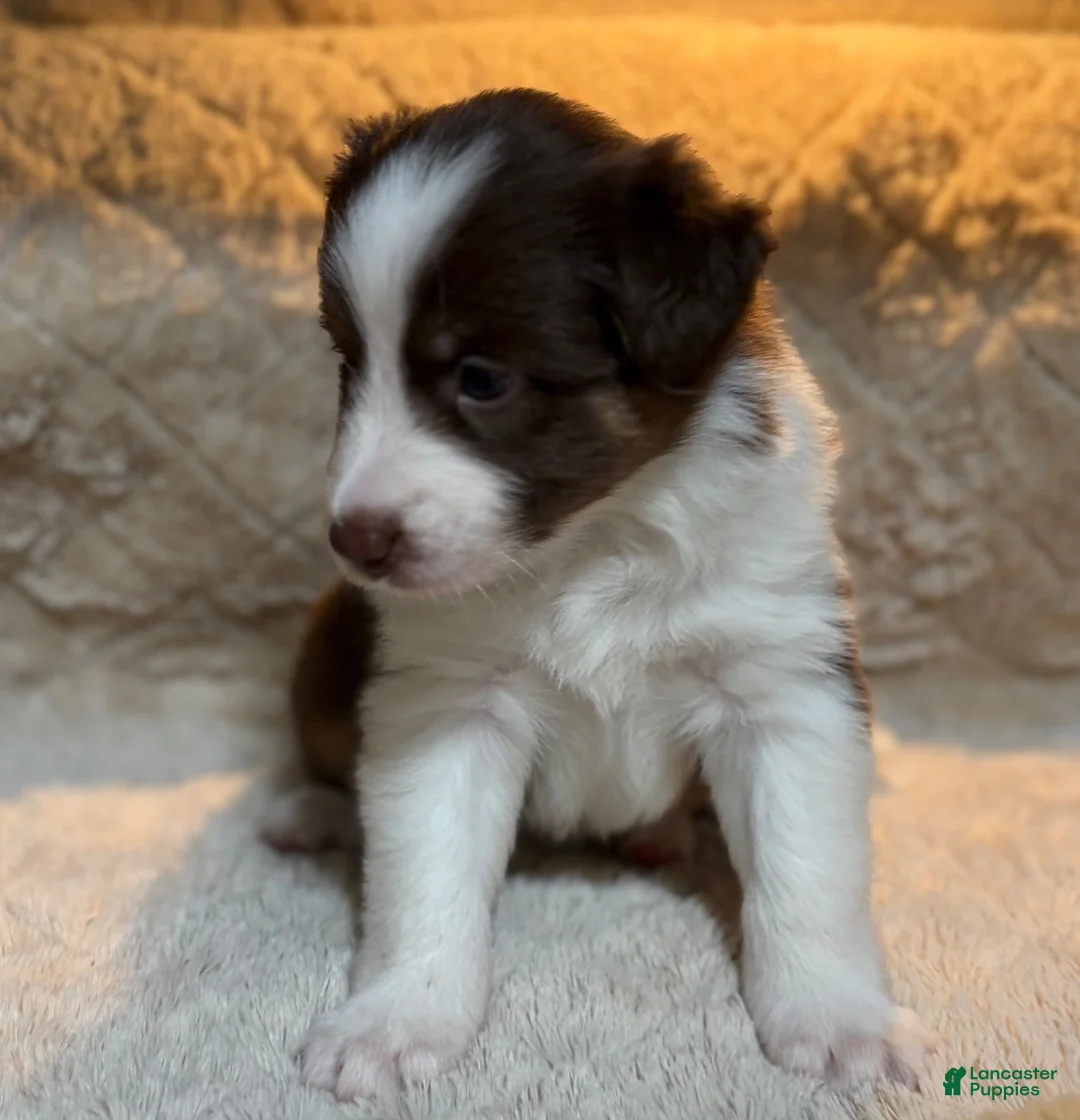 Australian Shepherd dogs for sale: Australian Shepherd 1 - Ad 2