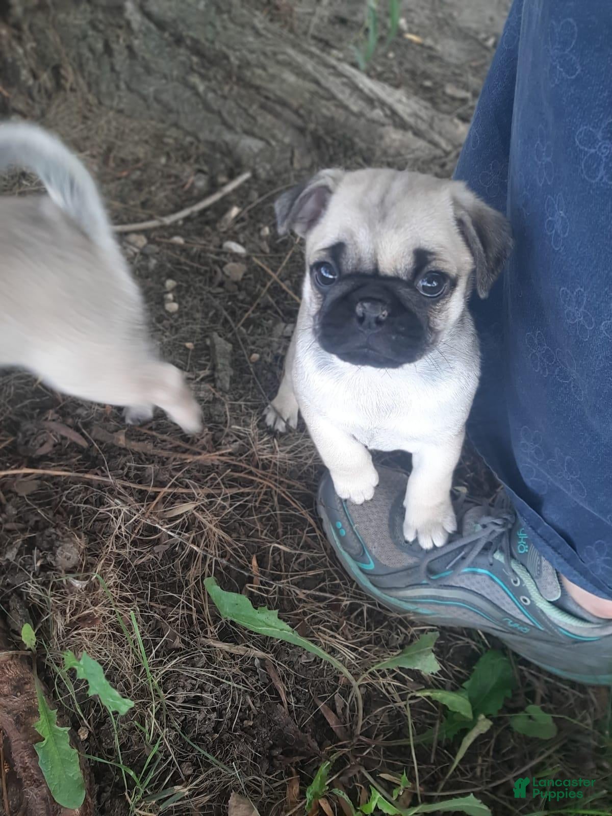 Pug (Pug, Male) in Charles City, IA