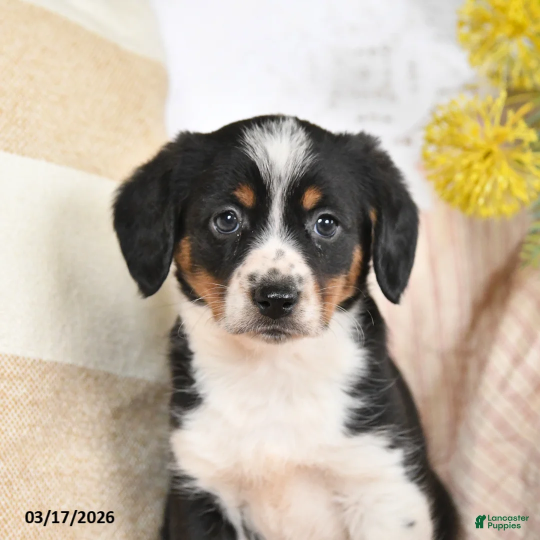 Mixed Breed dogs for sale: Charm  - Ad 2