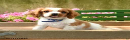 Cavalier King Charles Spaniel dogs for sale: Tommy - Ad 2