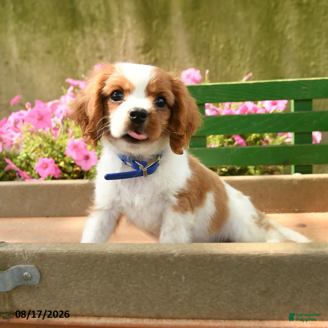 Cavalier King Charles Spaniel dogs for sale: Tommy - Ad 2