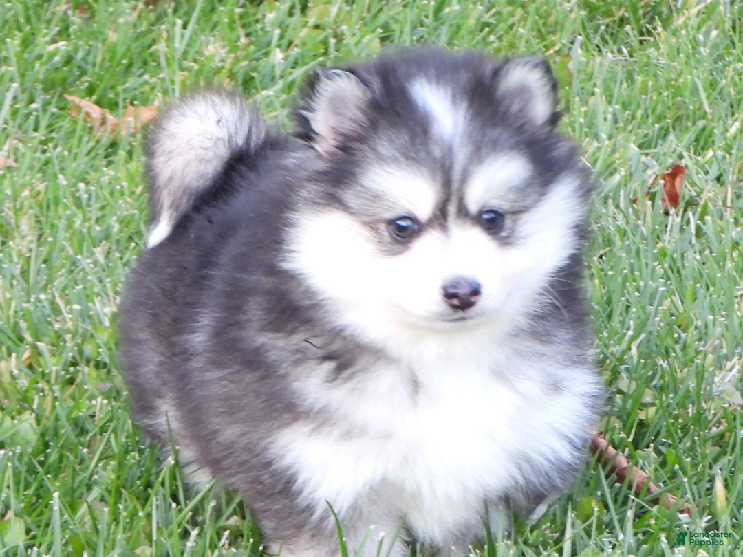Pomsky dogs for sale: Sparky - Ad 8