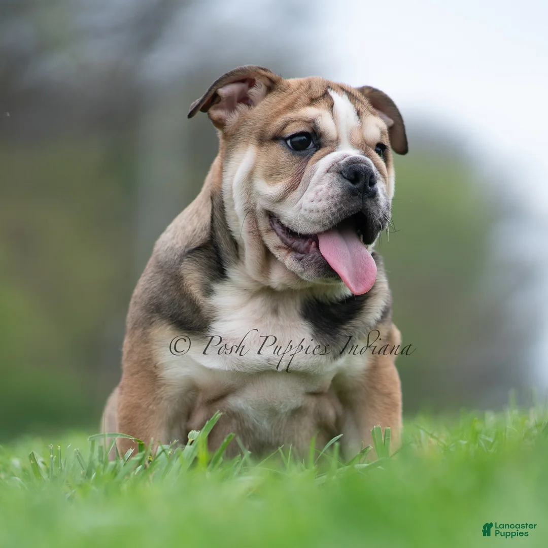 English Bulldog dogs for sale: Mater - Ad 1