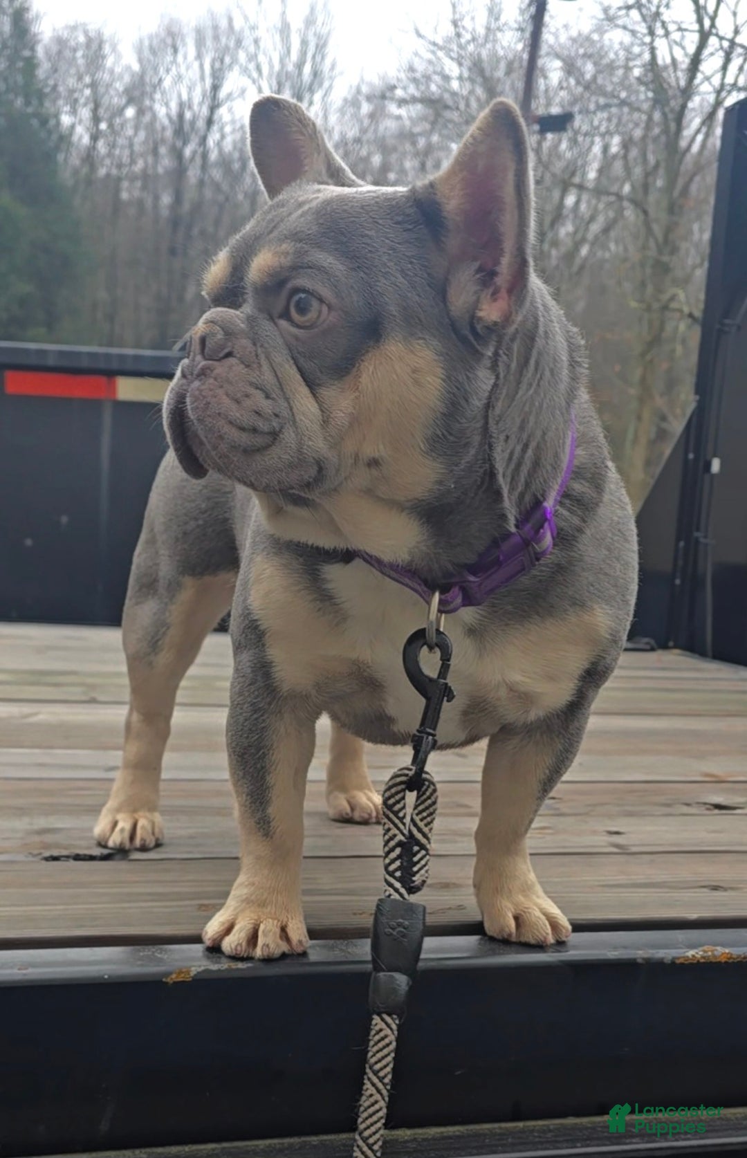 French Bulldog dogs for stud: French Bulldog 1 puppies - Ad 2