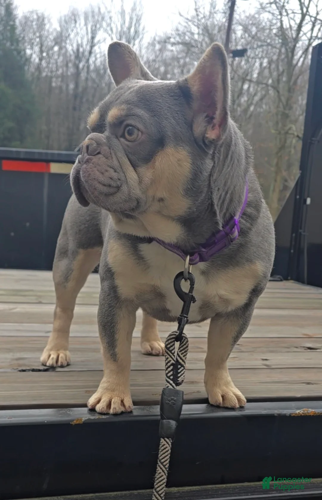 French Bulldog dogs for stud: French Bulldog 1 puppies - Ad 2