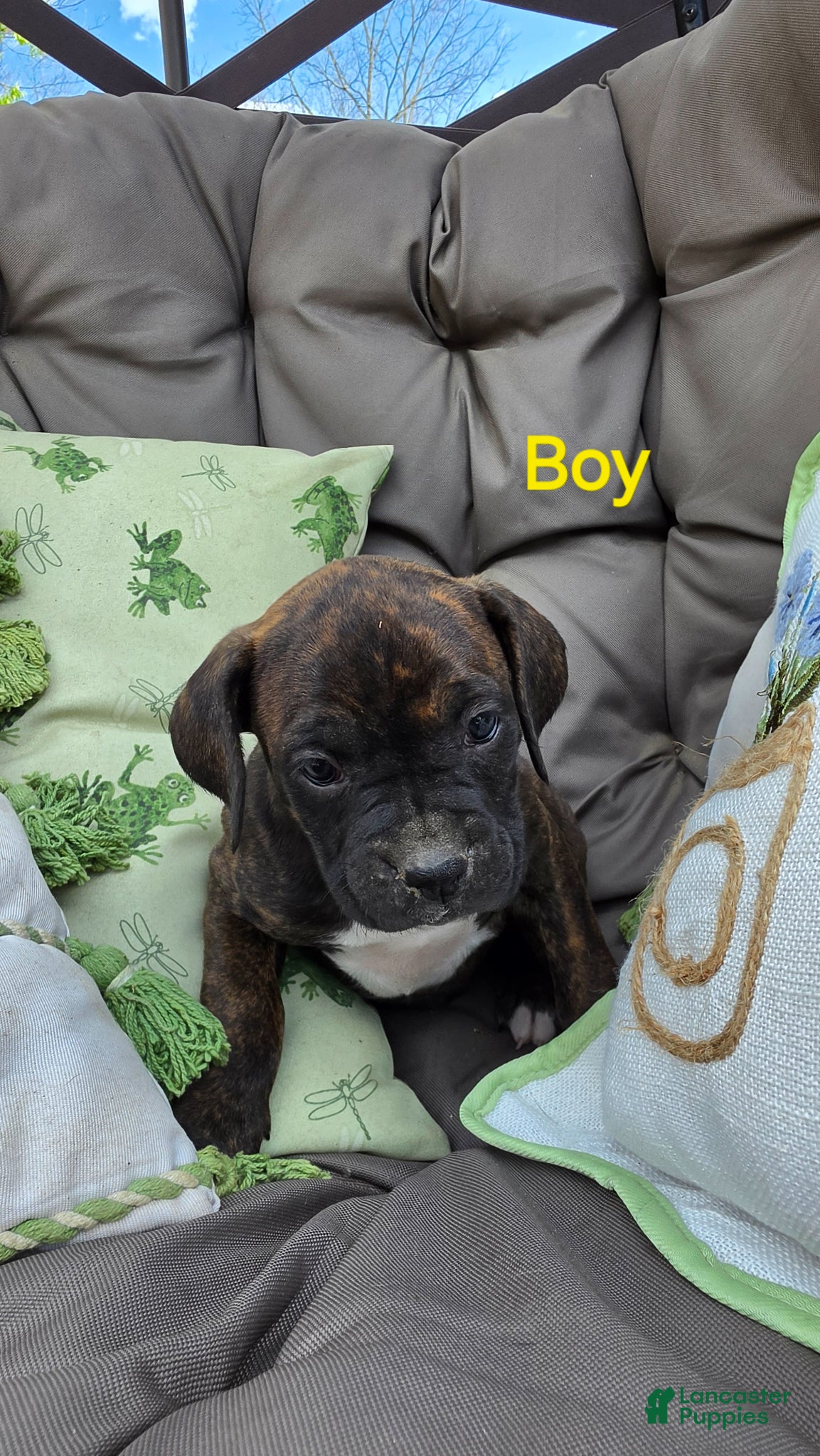 Boxer dogs Boxer Puppy 2 - Ad 38