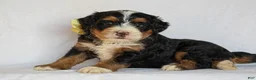 Mini Bernedoodle dogs for sale: Ashland - Ad 1