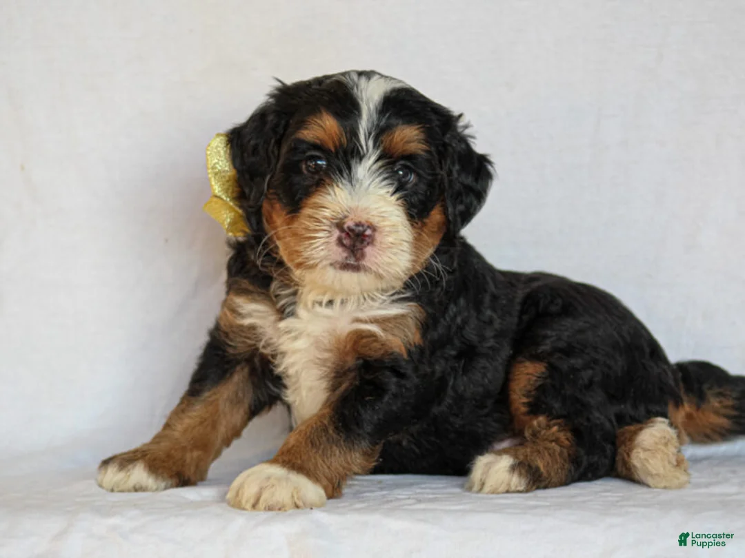 Mini Bernedoodle dogs for sale: Ashland - Ad 1