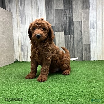 Mini Goldendoodle dogs Alex - Ad 29