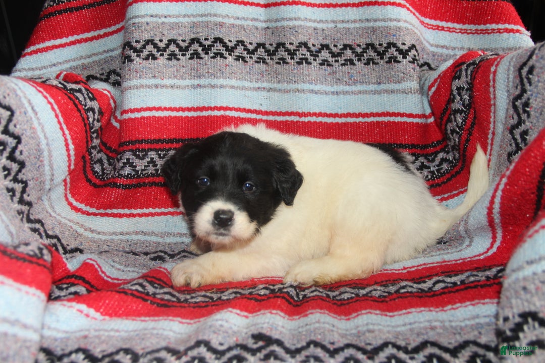 Mixed Breed dogs for sale: Mike - Ad 2