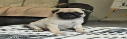 Pug dogs for sale: Penny - Ad 1