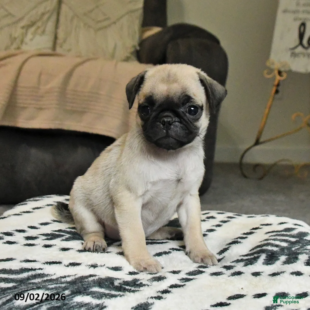 Pug dogs for sale: Penny - Ad 1