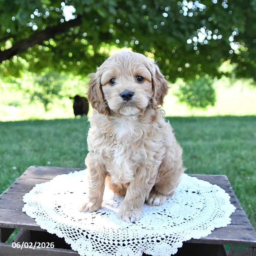 Cockapoo dogs Skippy - Ad 1