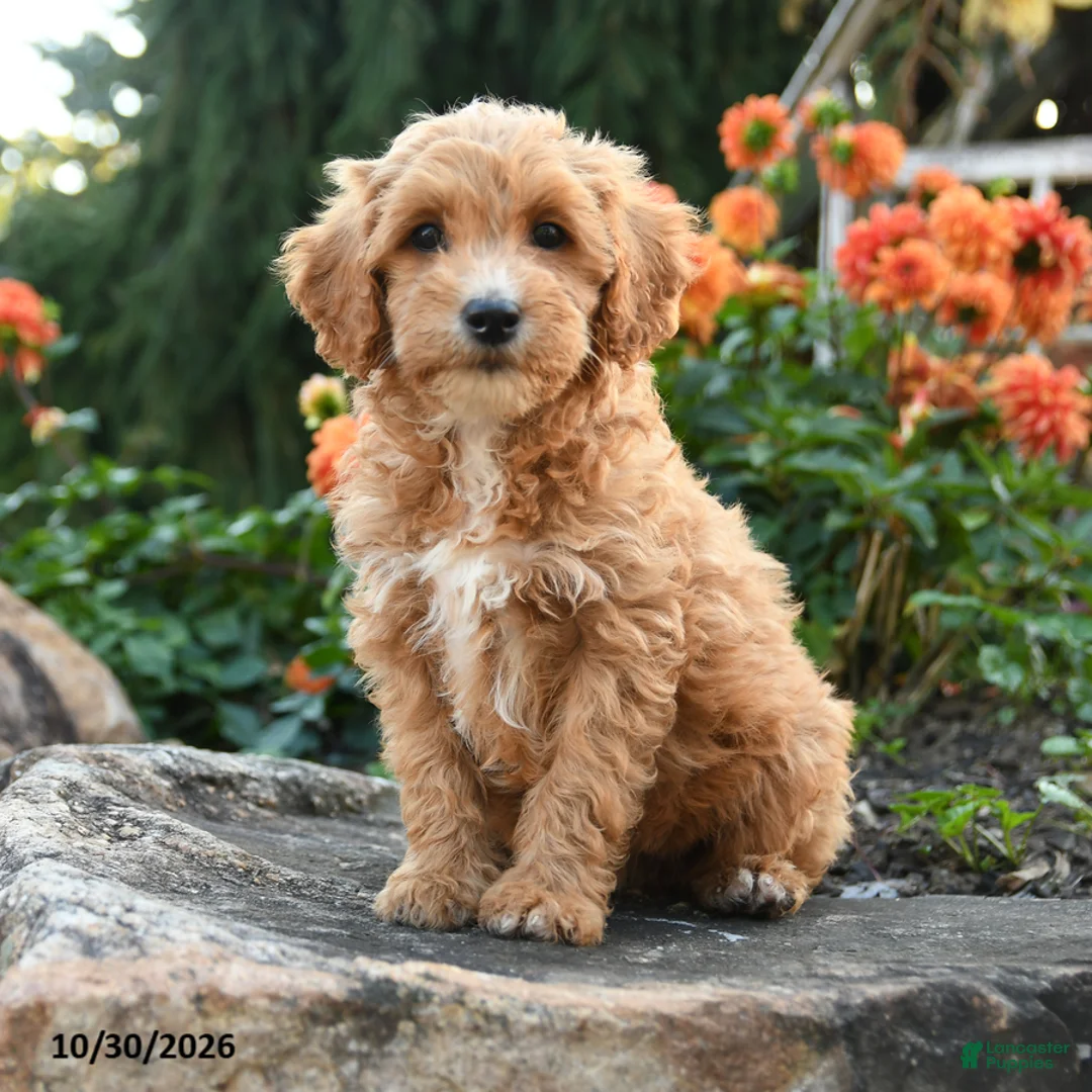 Mini Goldendoodle dogs for sale: Pansy - Ad 1
