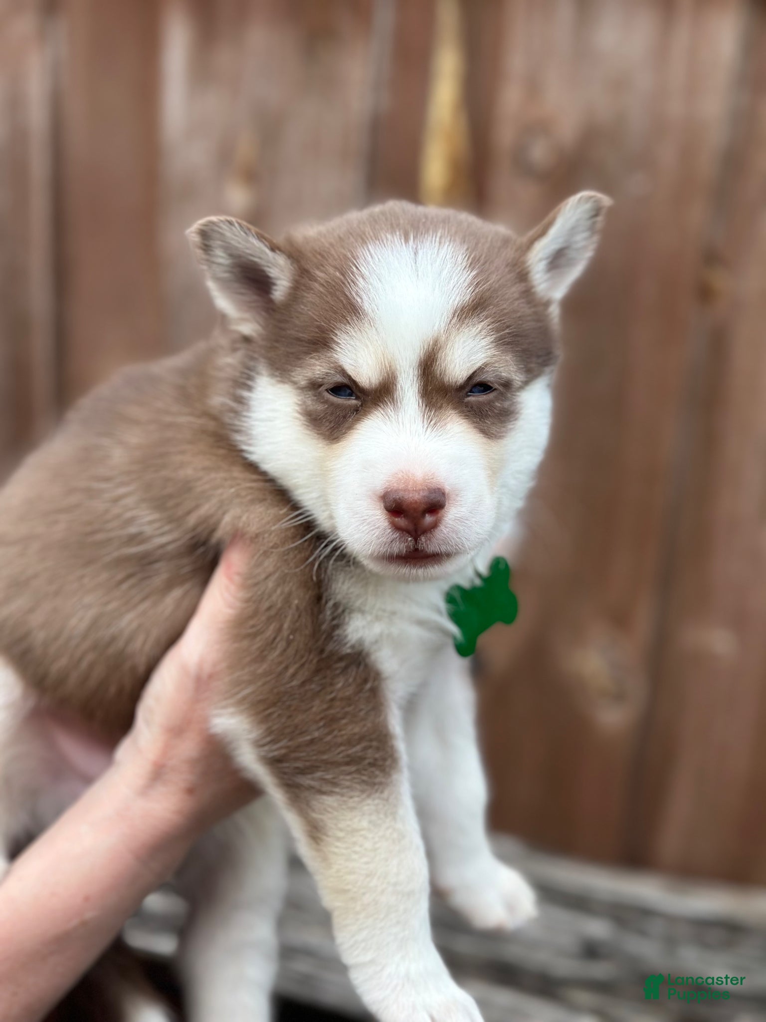 Pomsky dogs Scout - Ad 11