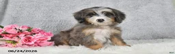 Mini Bernedoodle dogs for sale: Darcy - Ad 2