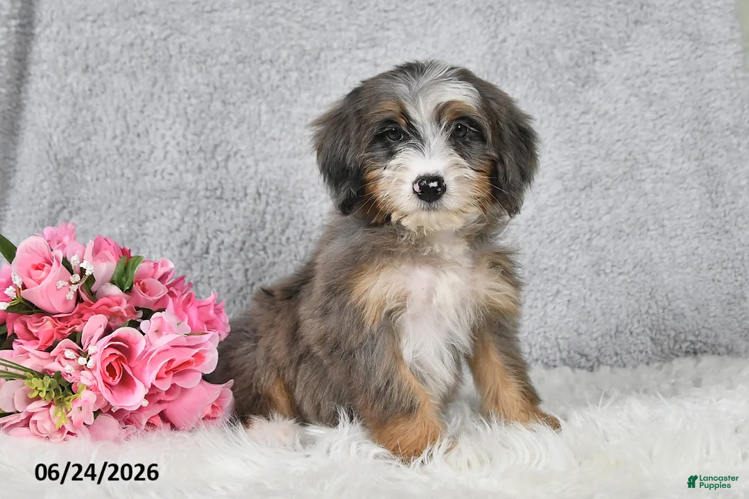 Mini Bernedoodle dogs for sale: Darcy - Ad 2
