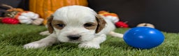 Cavapoo dogs for sale: Cavapoo Puppy 7 - Ad 6