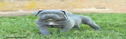 Cane Corso dogs for sale: Dakota - Ad 4