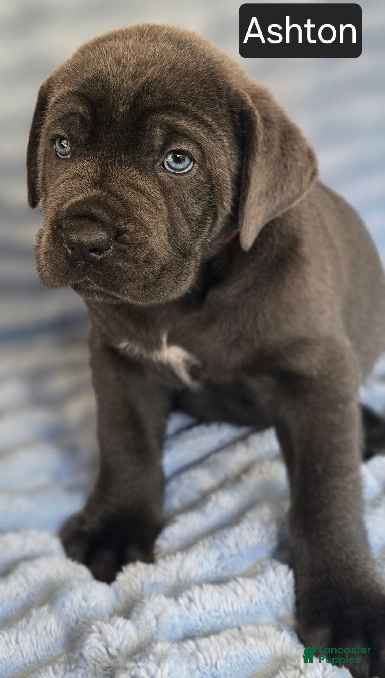 Cane Corso dogs Ashton - Ad 2