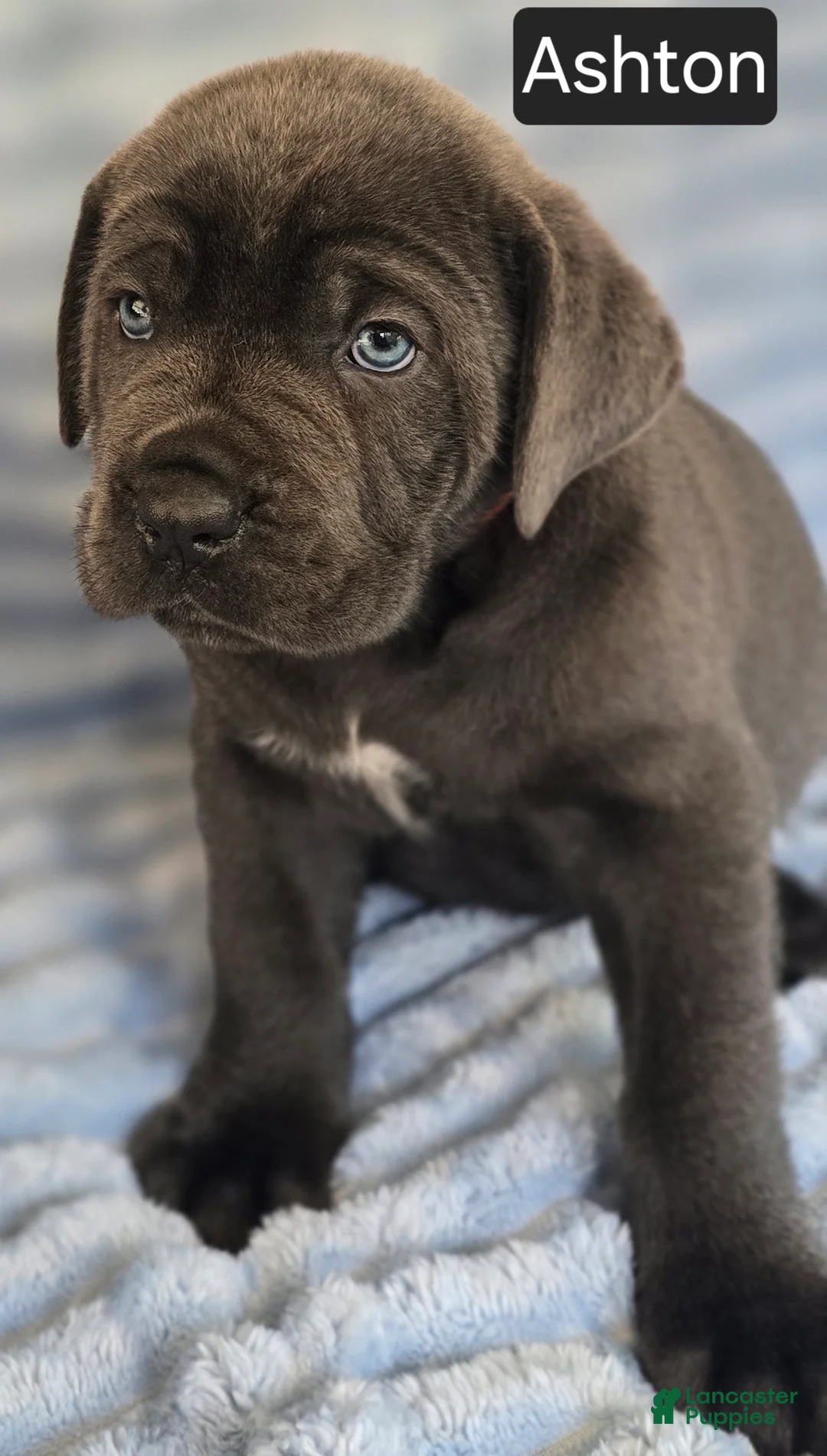 Cane Corso dogs for sale: Ashton - Ad 2
