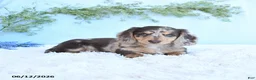 Miniature Dachshund dogs for sale: Kane - Ad 4