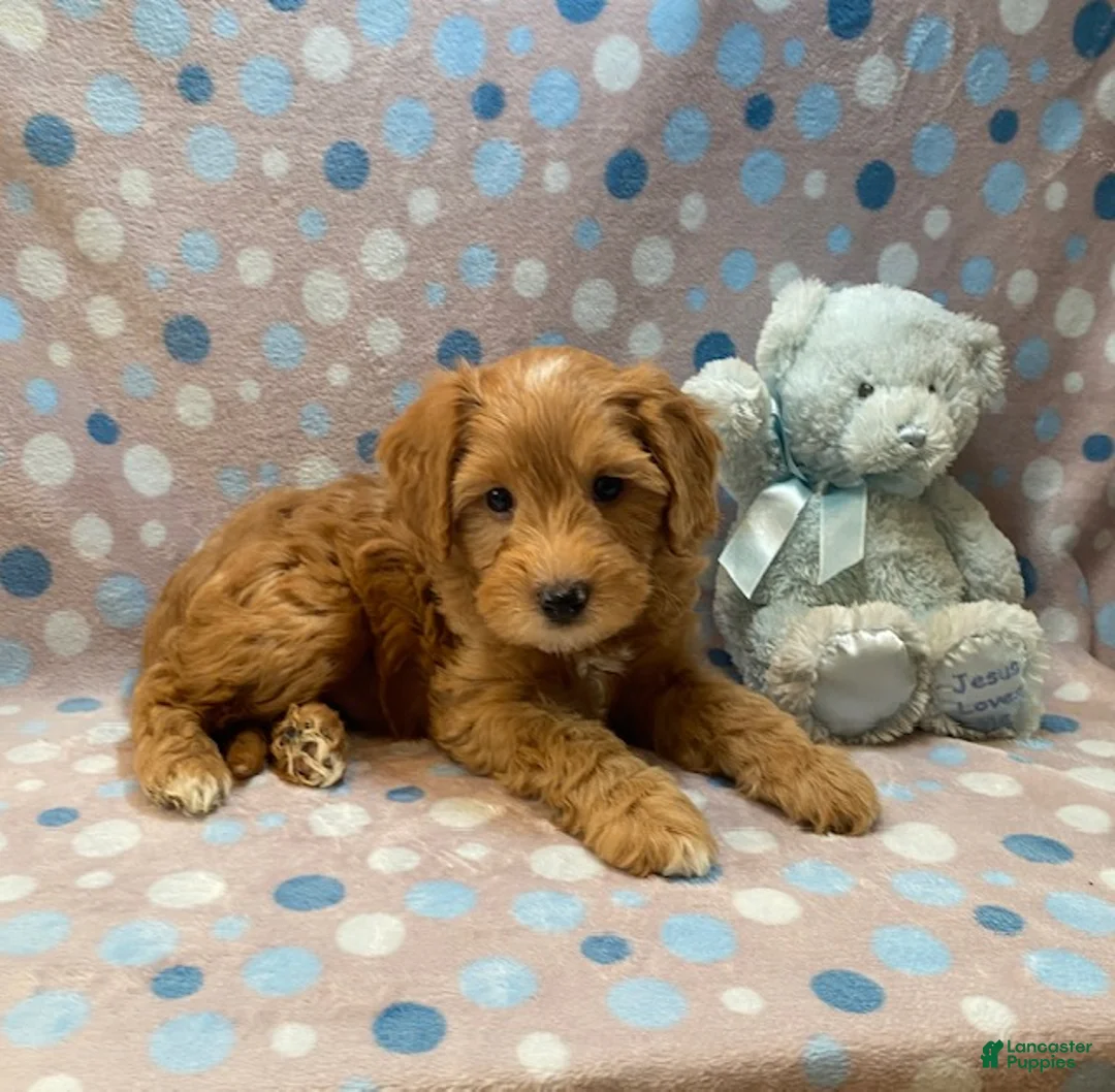 Cavapoo dogs for sale: Grover - Ad 2