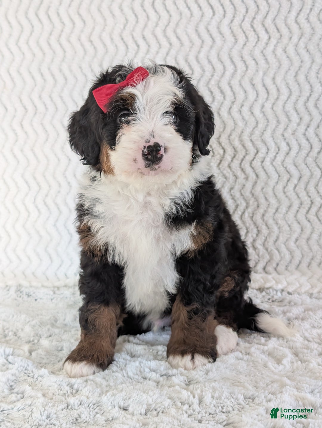 Mini Bernedoodle dogs for sale: Mini Jamie  - Ad 18