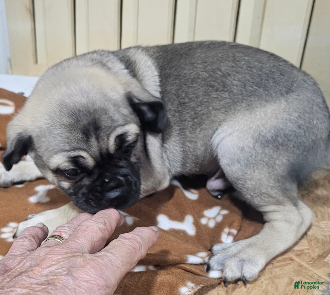 Pug dogs for sale: Pug Puppy 1 - Ad 5