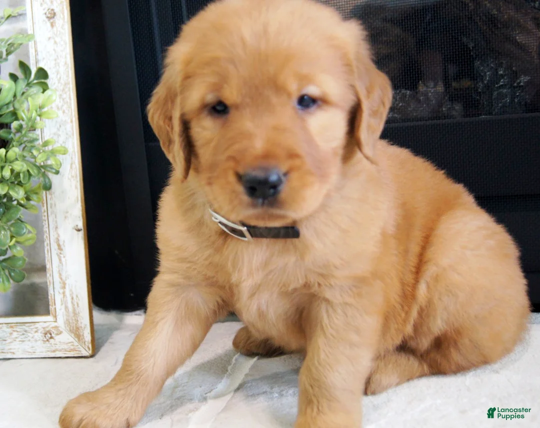 Golden Retriever dogs for sale: Zoe - Ad 2
