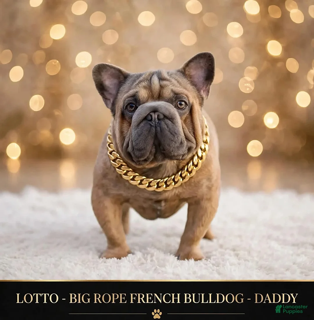 French Bulldog dogs for sale: Starlink - Ad 3