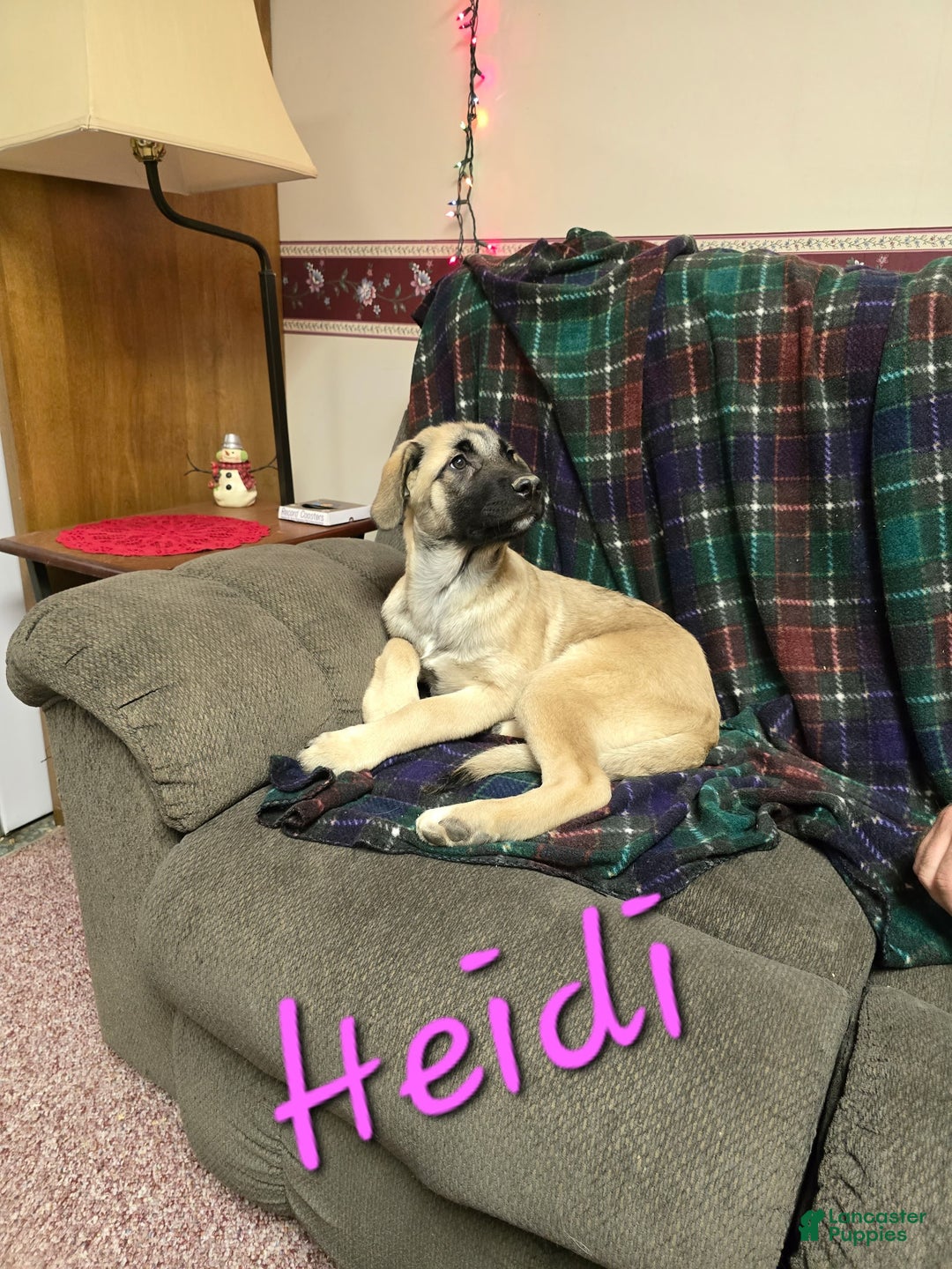 Mixed Breed dogs for sale: 🕯️ Heidi - Ad 4