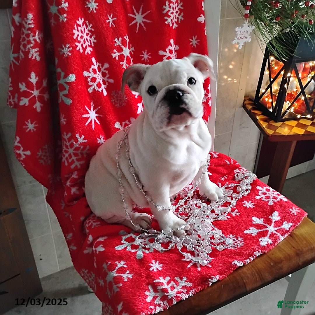 English Bulldog dogs for sale: Rayna - Ad 1